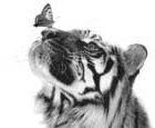 Tigger + Papillo
